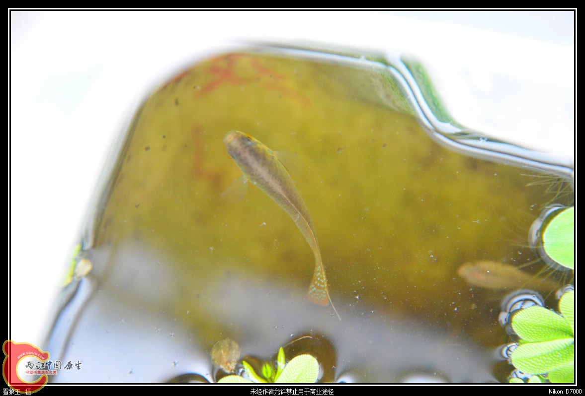 DSC_0441_副本.jpg