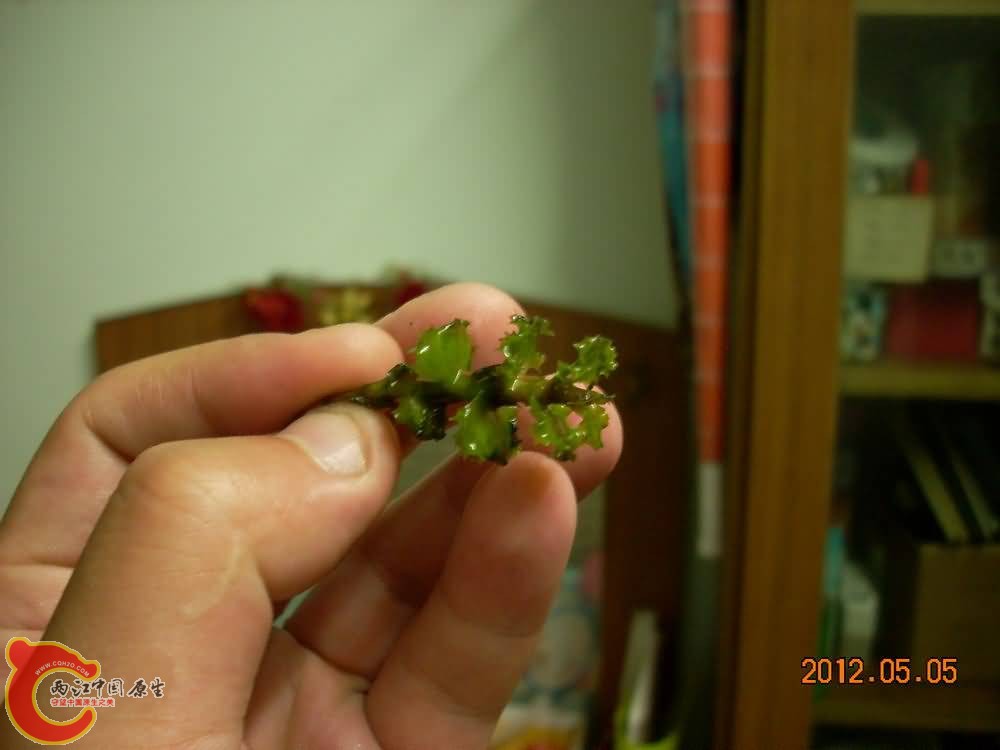 2012.05.05-DSCN1877zzz.jpg