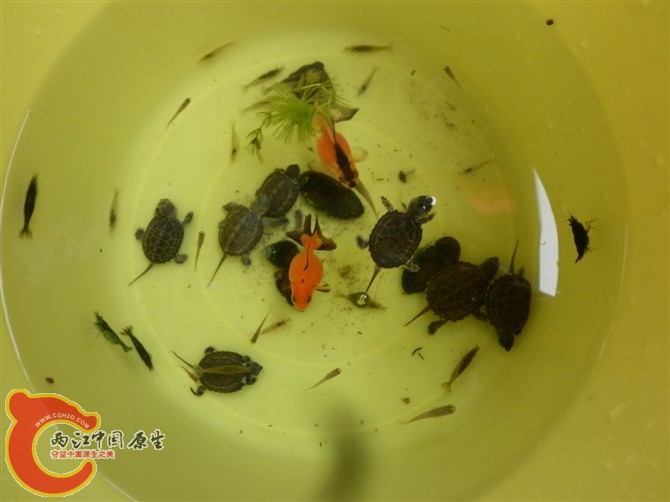 小乌龟，小鱼，小虾
