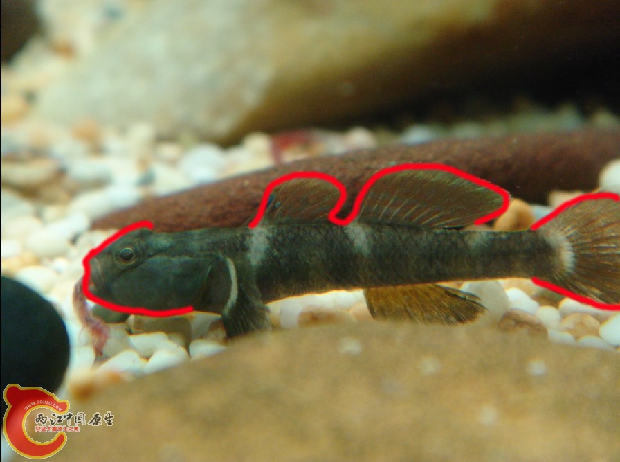 Rhinogobius cliffordpopei（波氏吻虾虎）.jpg