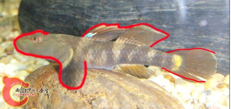 Rhinogobius leavelli（李氏吻虾虎）.jpg