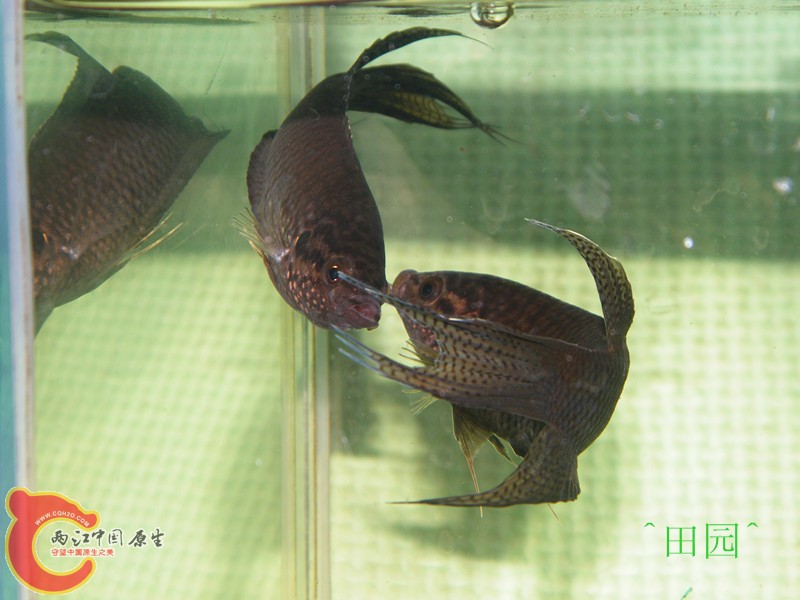 惠州黑1.jpg