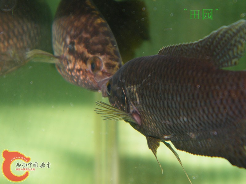 惠州黑2.jpg