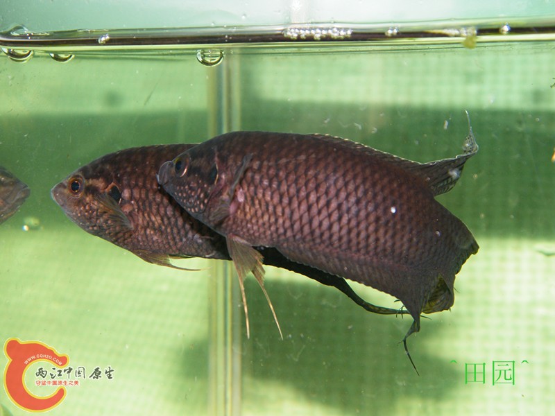 惠州黑7.jpg