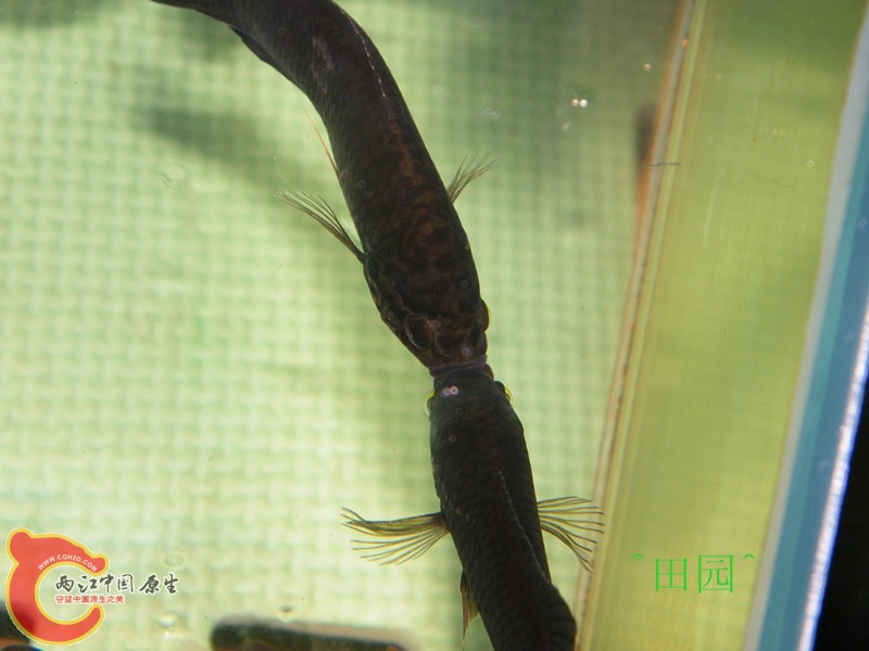 惠州黑9.jpg