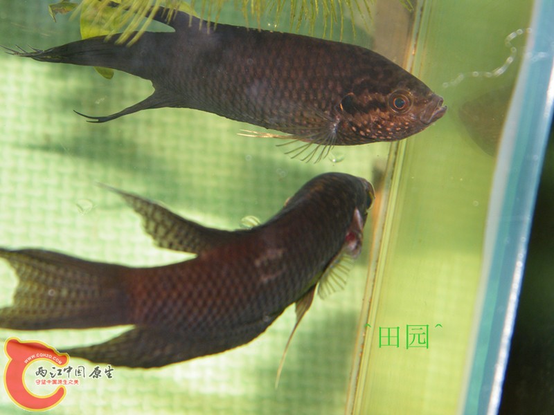 惠州黑10.jpg