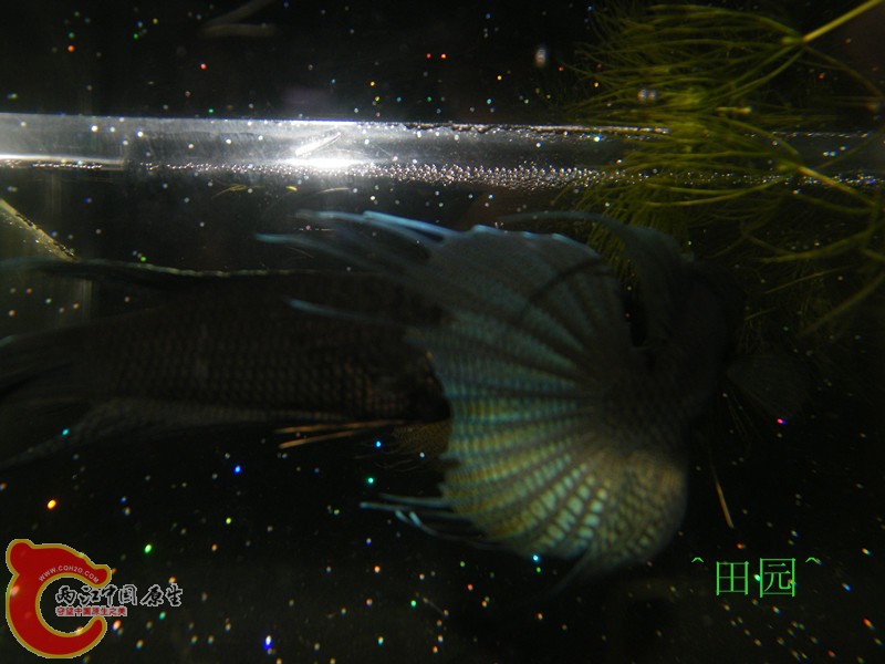 DSCF3949_副本.jpg