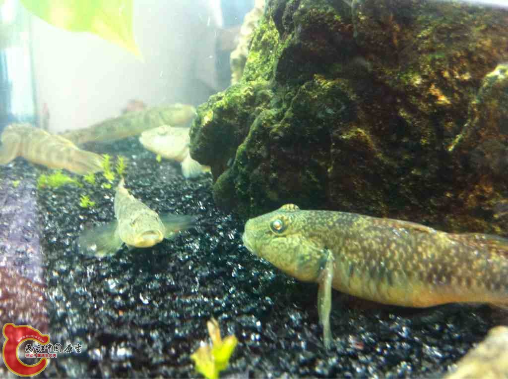 俺妈说这是懒鱼