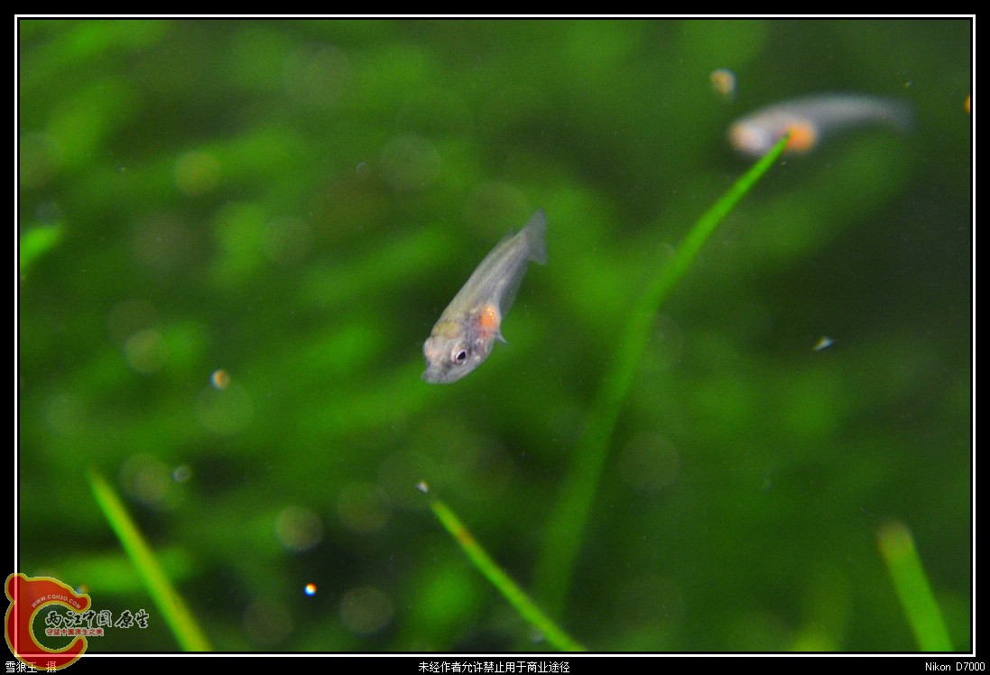 DSC_0742_副本.jpg