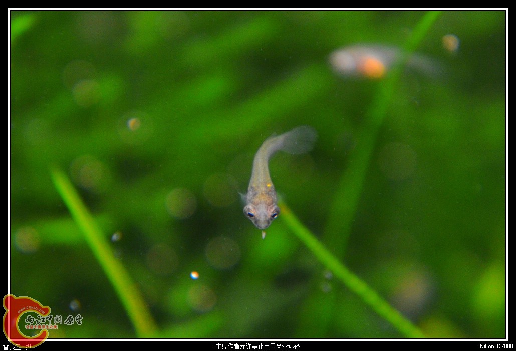 DSC_0743_副本.jpg