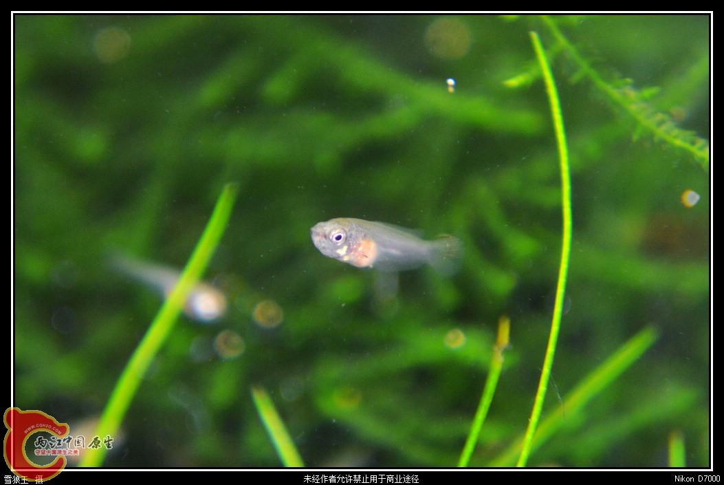 DSC_0768_副本.jpg