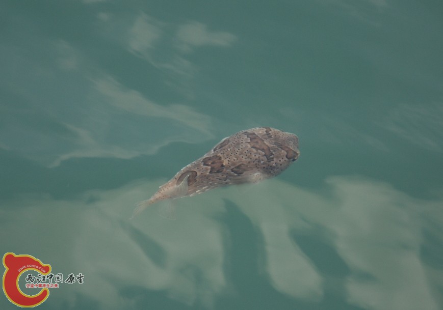 海鱼