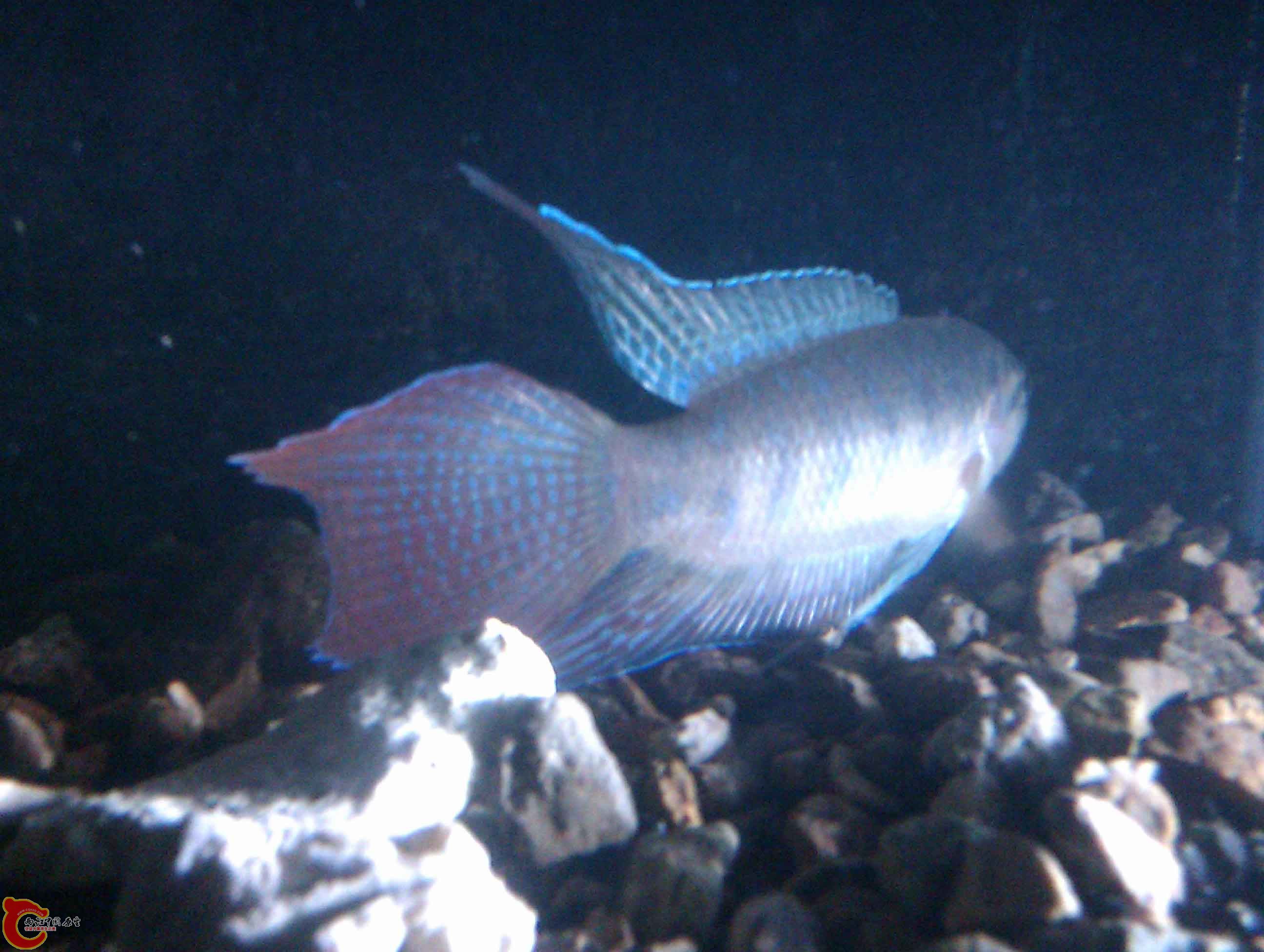IMAG0426.jpg