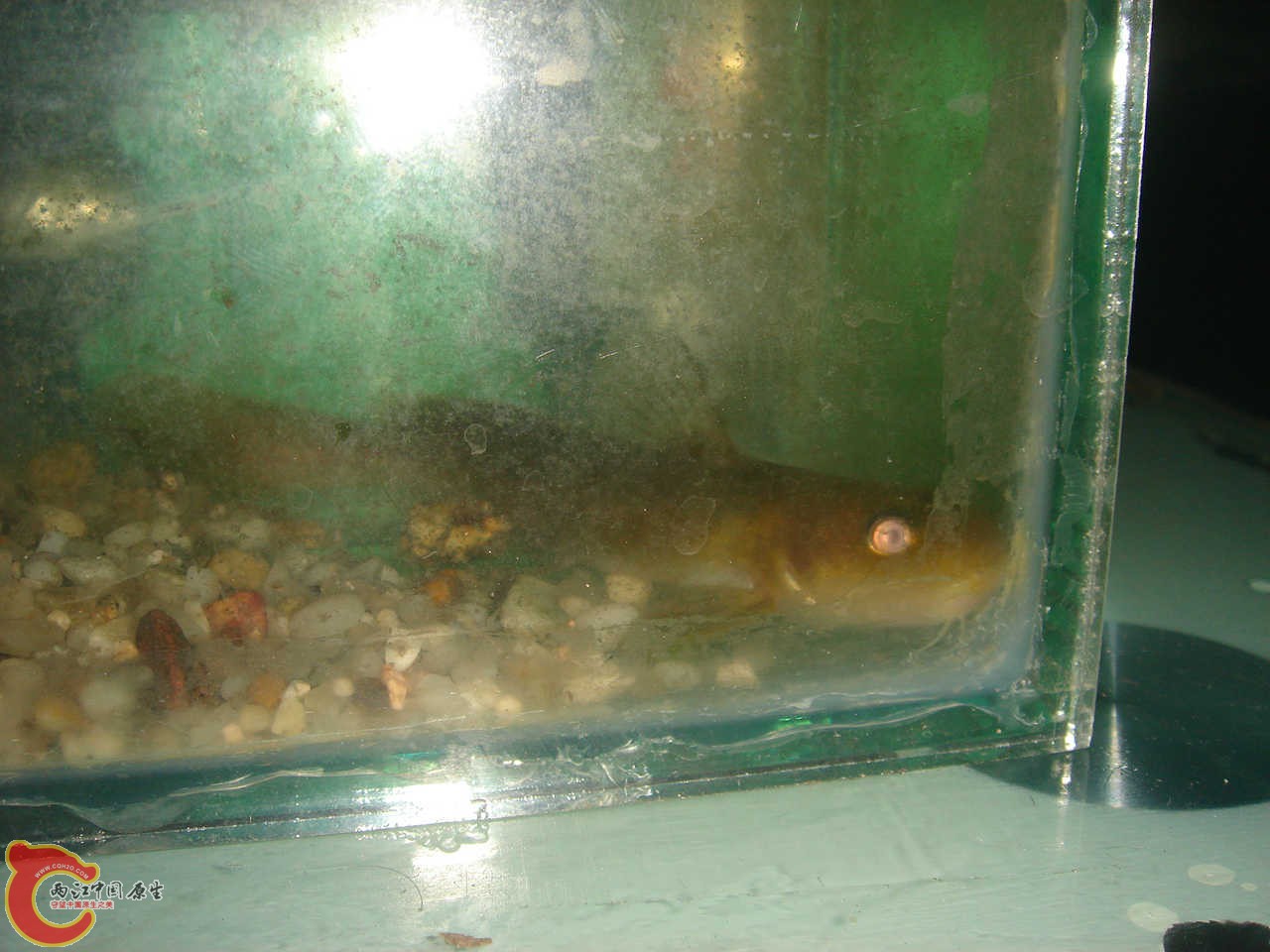 DSC06337.JPG