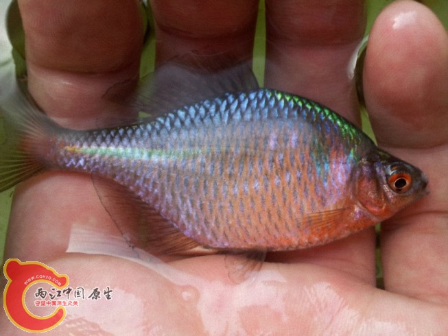 2012-05-26 17.29.521.jpg