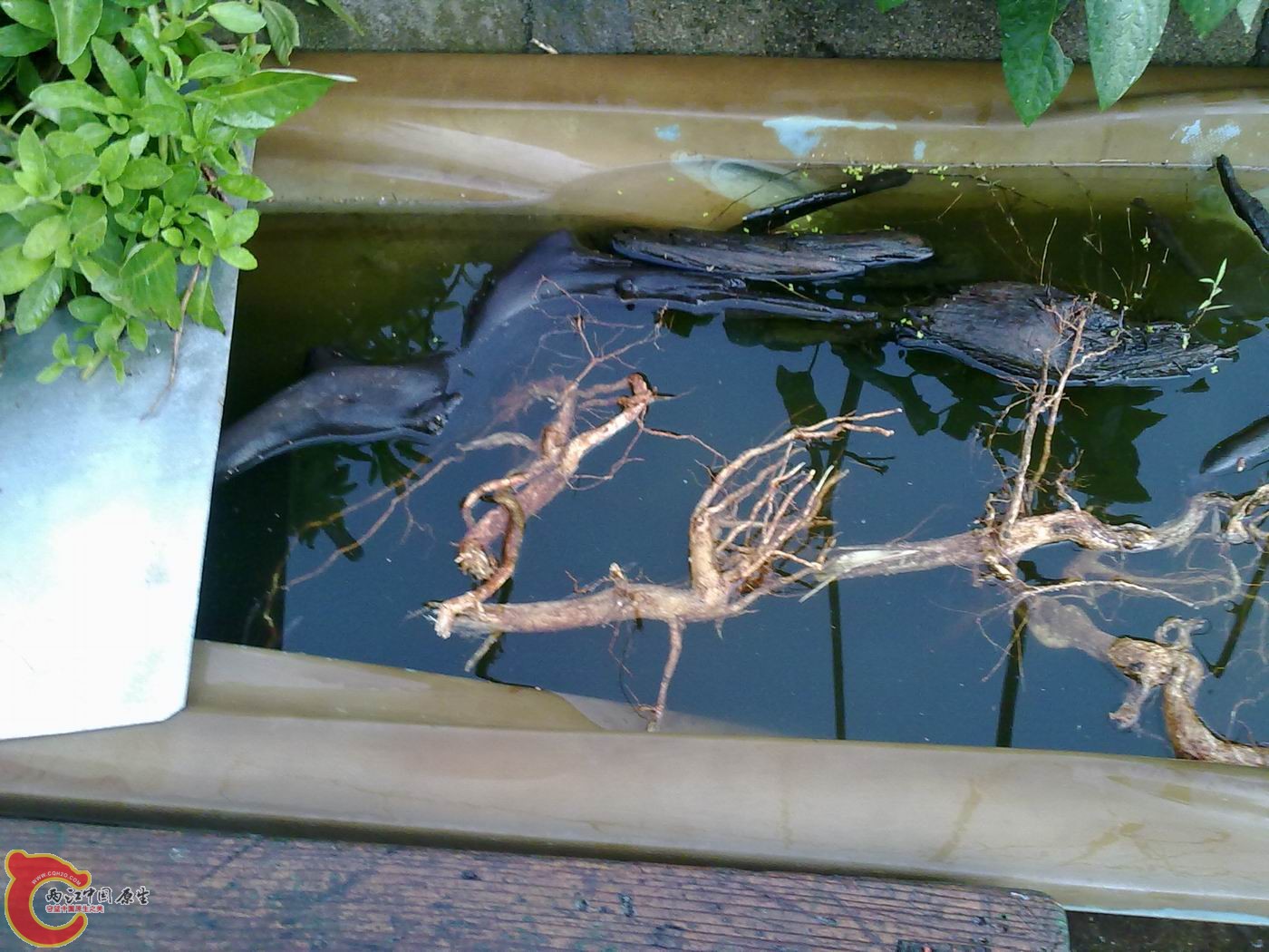 20120512921.jpg