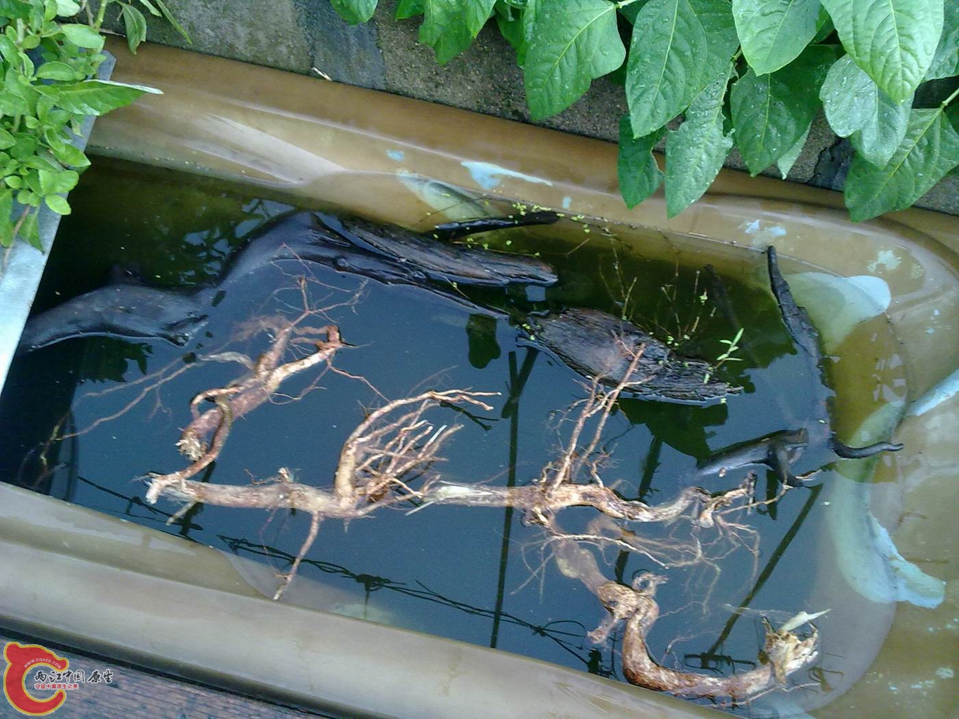 20120512924.jpg