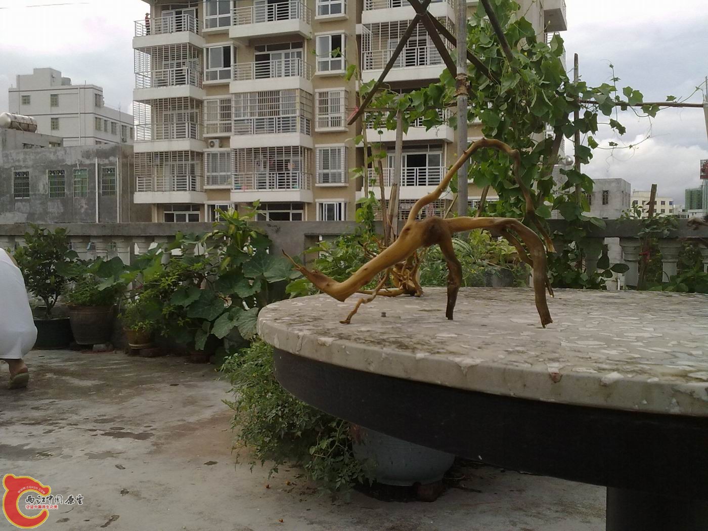 20120531926.jpg