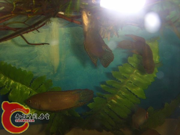 三条都在这里了