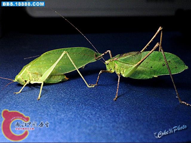 60_40376_571202f4335d2cb.jpg