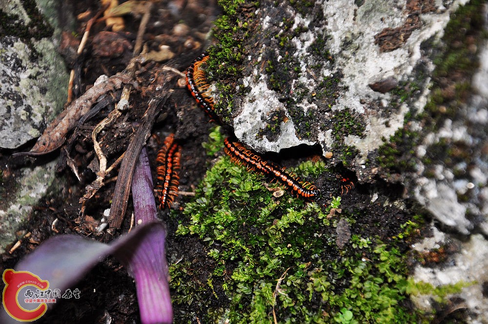 DSC_0062.jpg