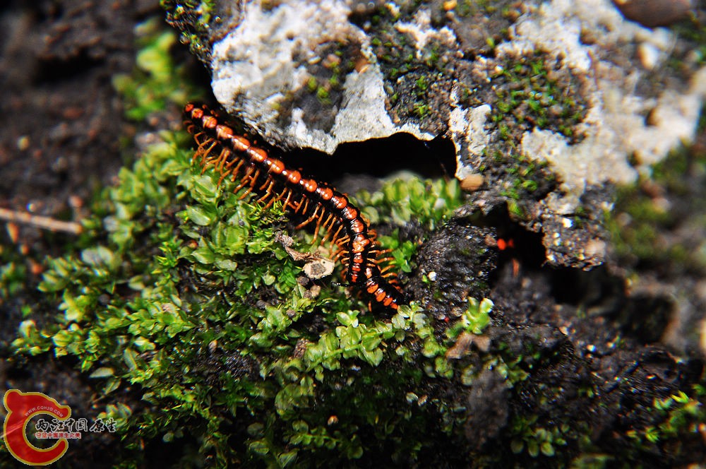 DSC_0068.jpg