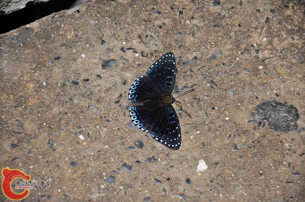 DSC_0586.jpg