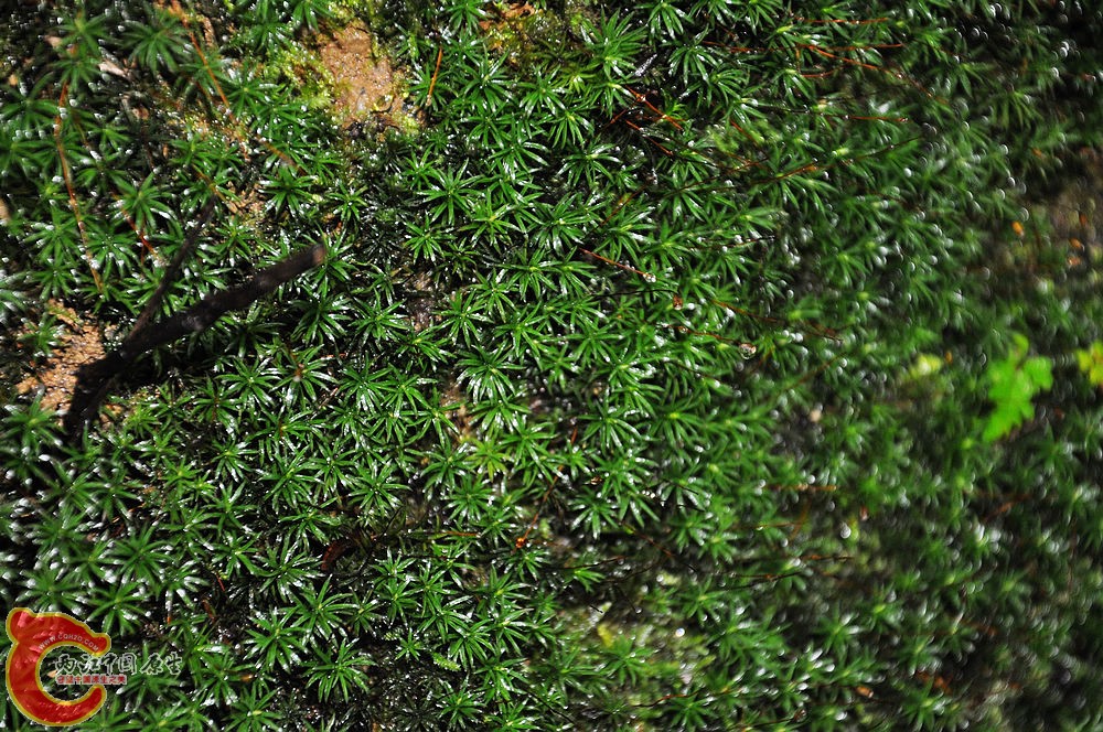 DSC_0594.jpg