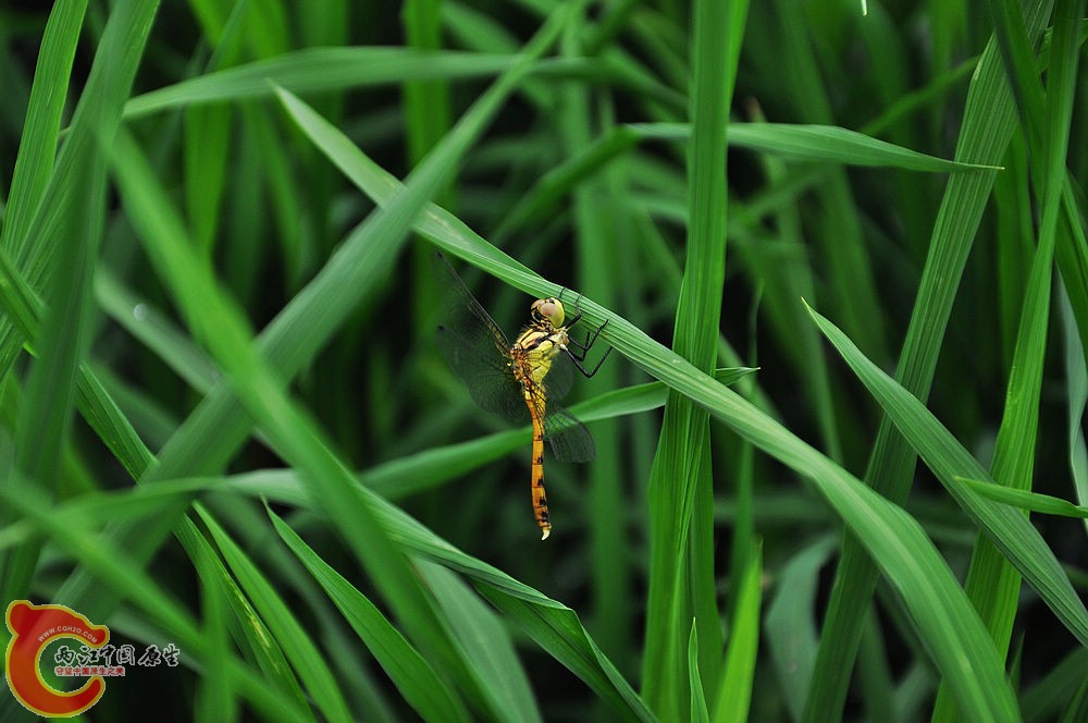 DSC_0662.jpg