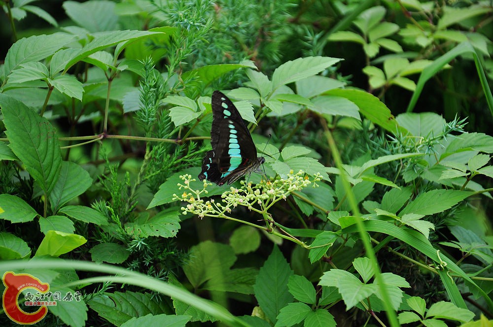 DSC_0796.jpg