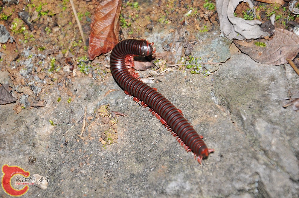 DSC_0914.jpg