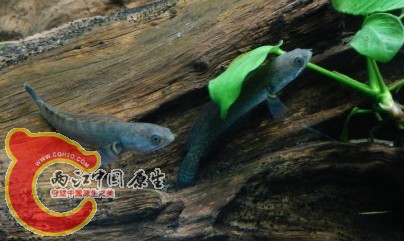 伴游