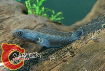 胸鳍表现