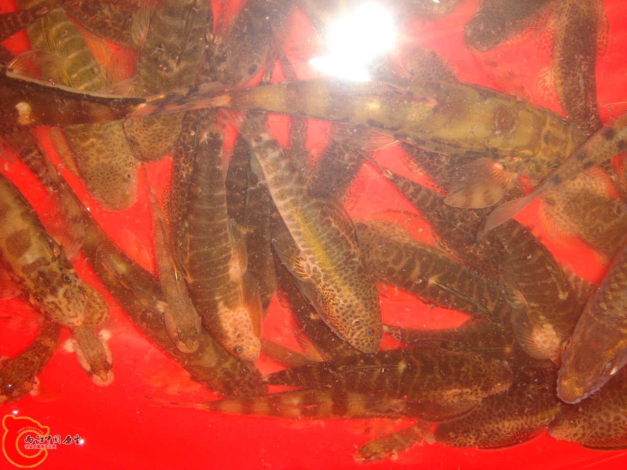 DSC06421.JPG