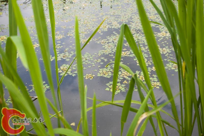 DSC_9412.jpg