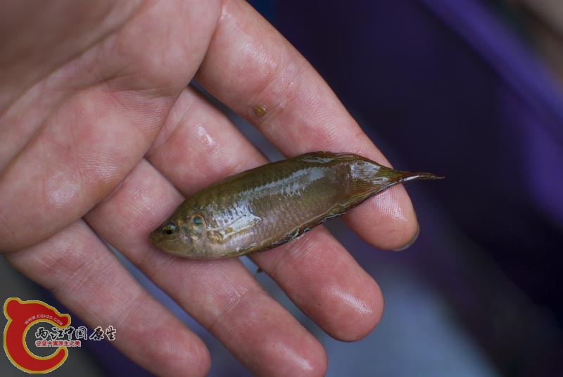 DSC_9419.jpg