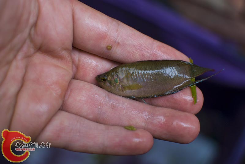 DSC_9420.jpg
