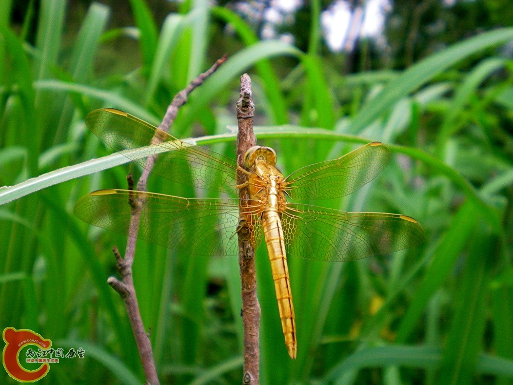 DSCN4349.JPG