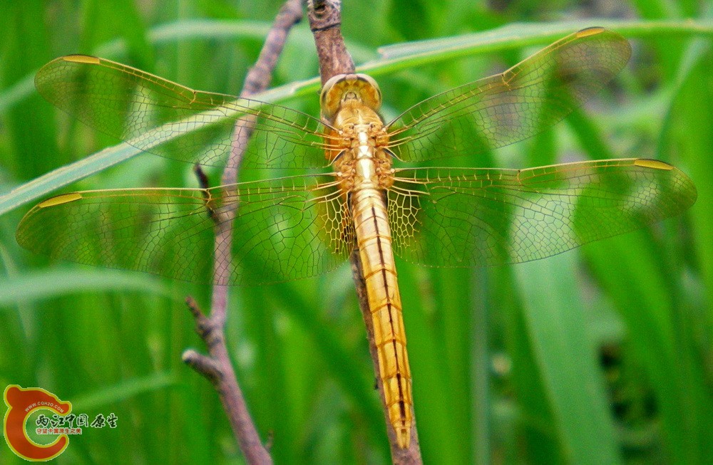 DSCN4350.JPG