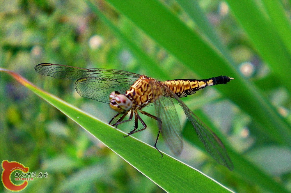 DSCN4250.JPG