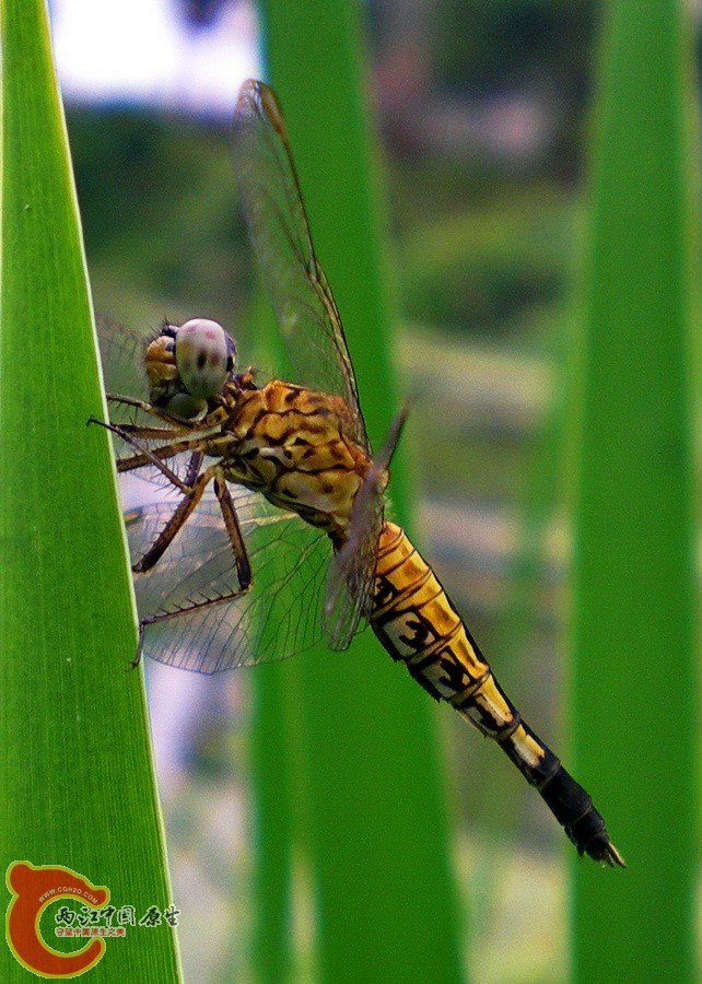 DSCN4252.JPG