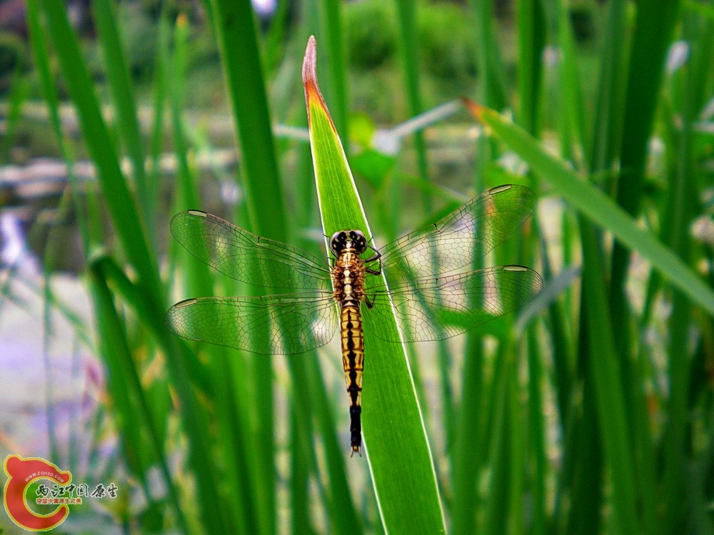 DSCN4258.JPG