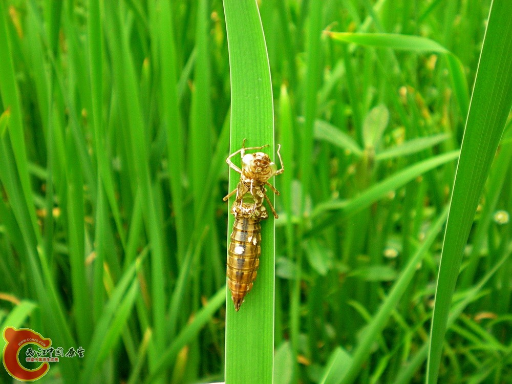 DSCN4260.JPG