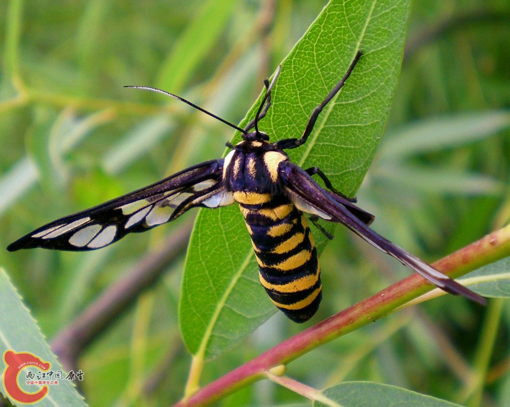 DSCN4271.JPG
