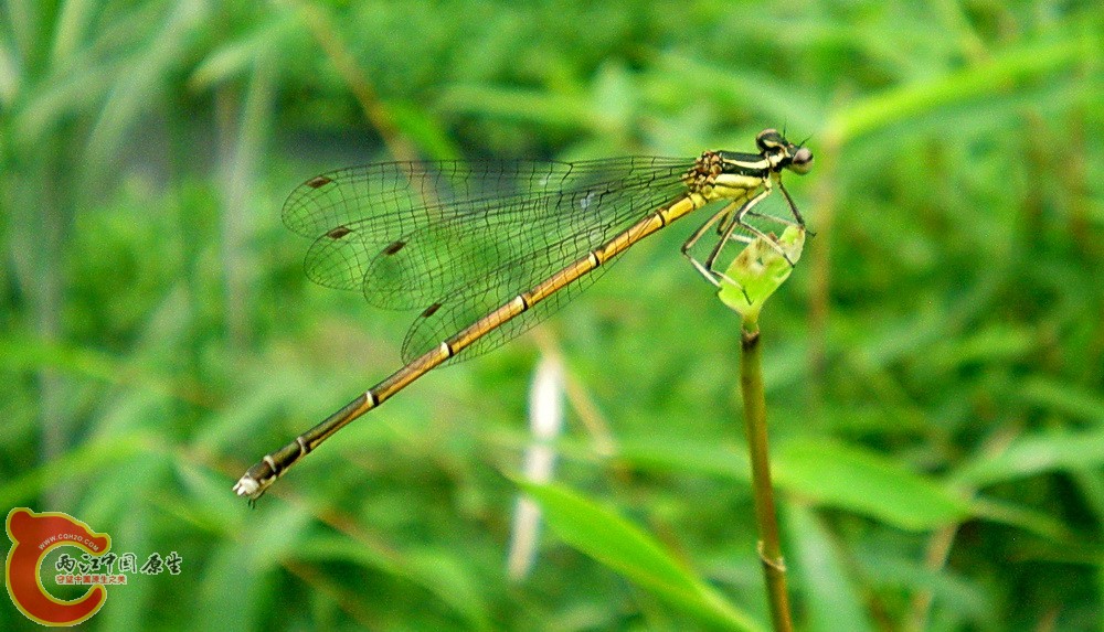 DSCN4338.JPG