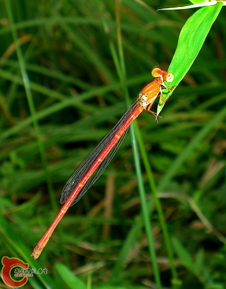 DSCN4290.JPG