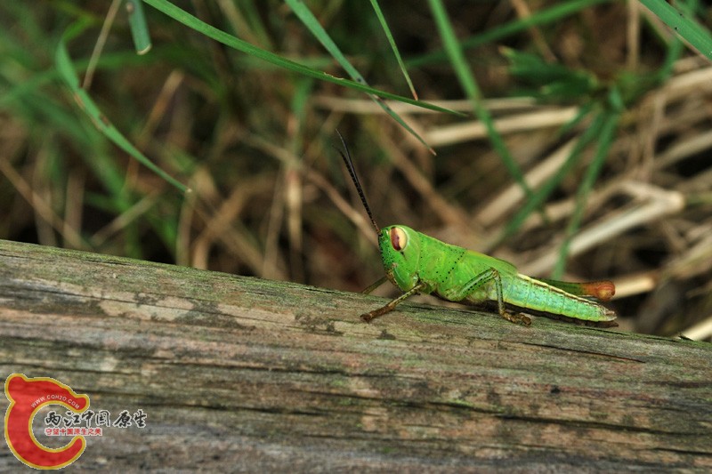 DSC_0607.JPG
