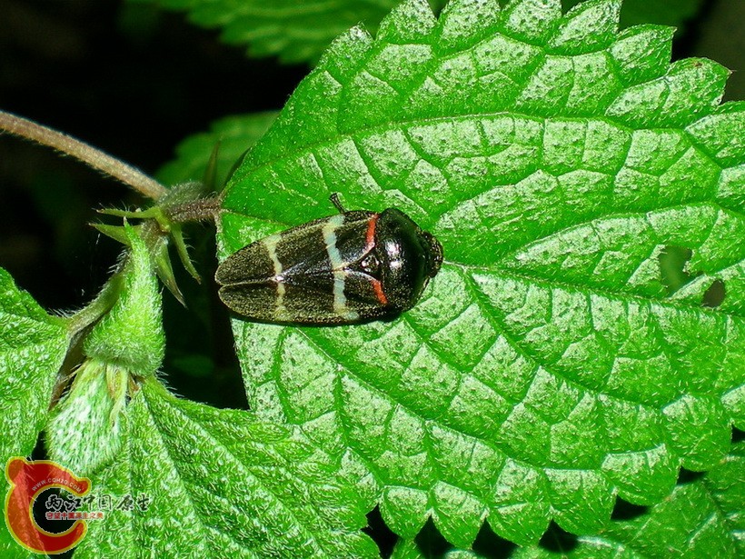 DSCN4238.JPG