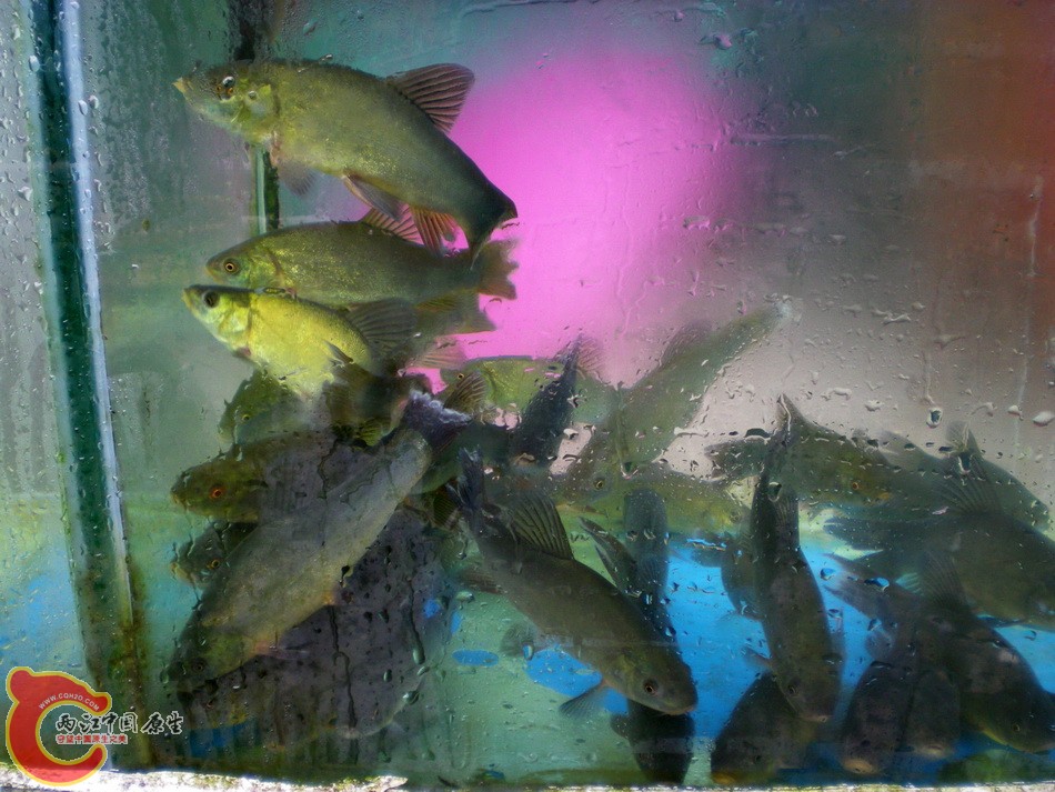 DSCN4375.JPG