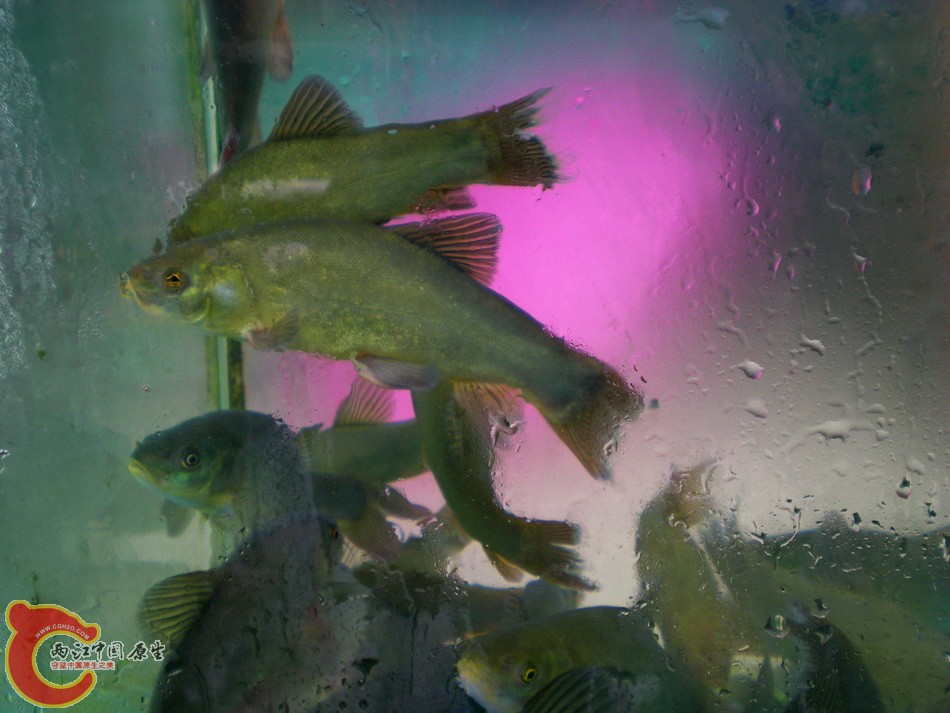 DSCN4376.JPG
